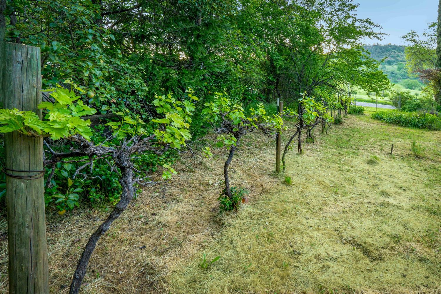 12602 Spenceville Road Penn Valley, CA 95946 - Photo 44 of 59