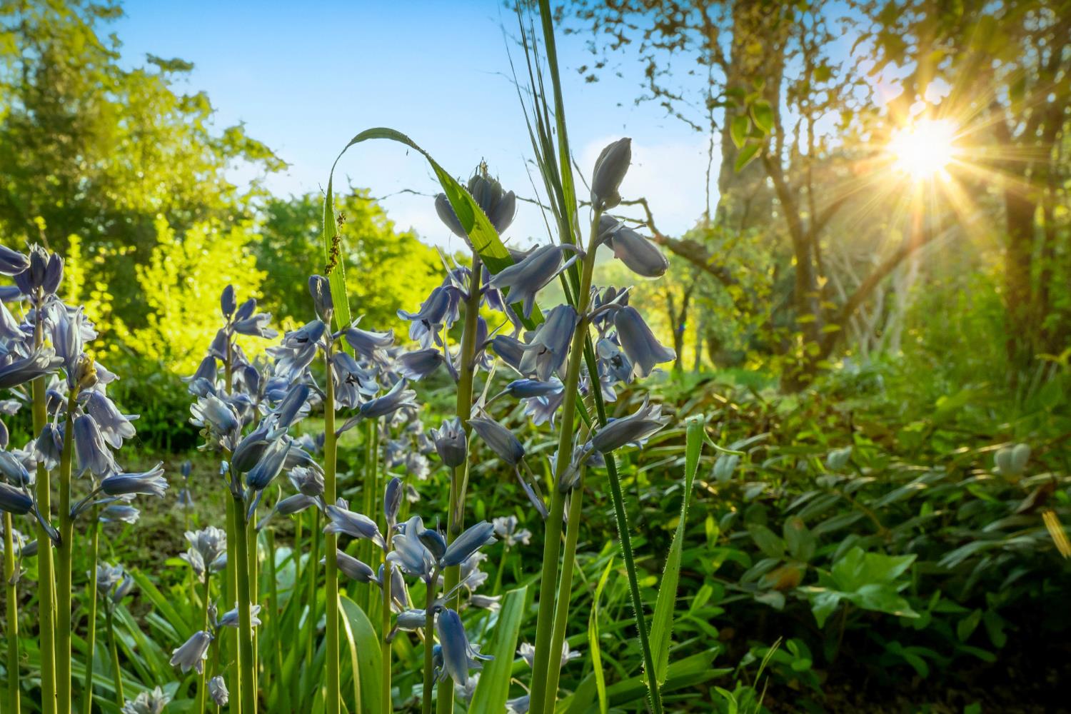 12602 Spenceville Road Penn Valley, CA 95946 - Photo 48 of 59