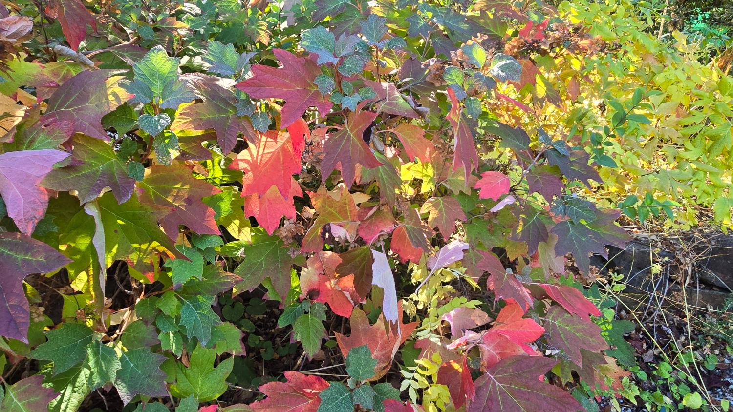 12602 Spenceville Road Penn Valley, CA 95946 - Photo 55 of 59