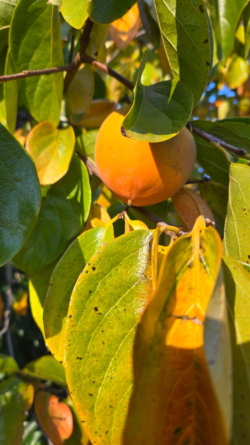 12602 Spenceville Road Penn Valley, CA 95946 - Photo 56 of 59