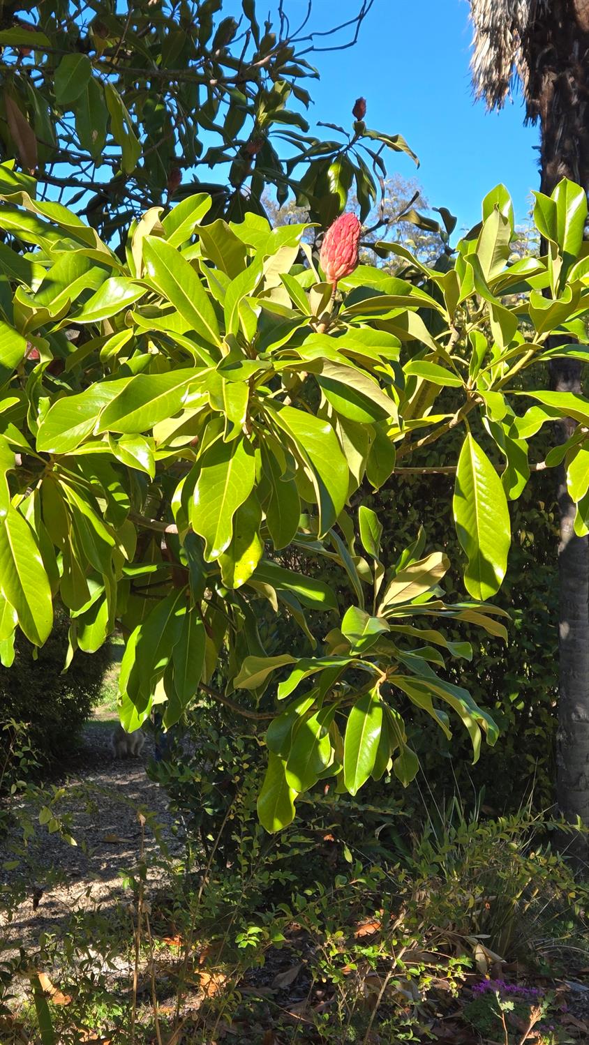 12602 Spenceville Road Penn Valley, CA 95946 - Photo 57 of 59