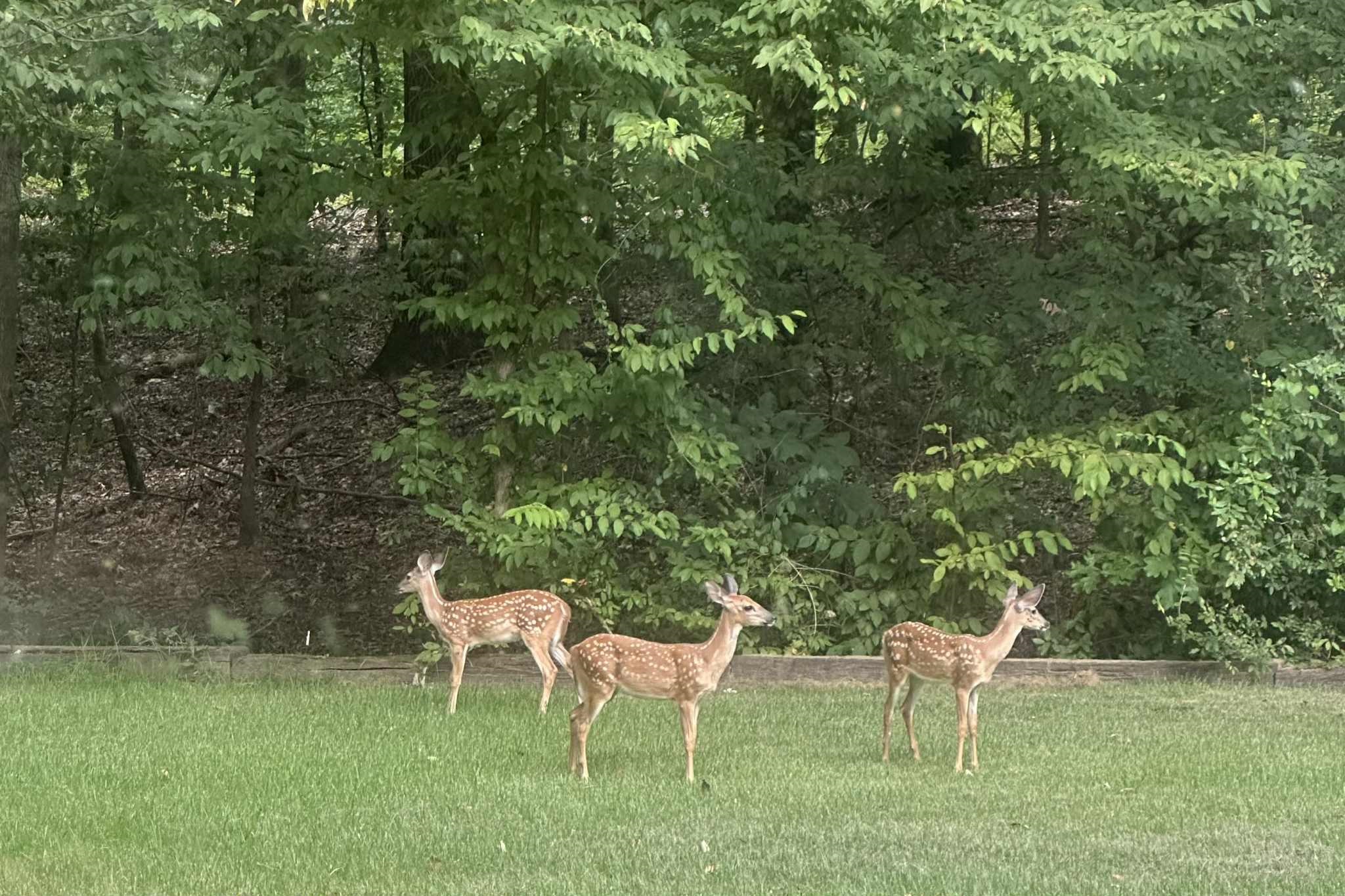 225 Eagle Spring Cove Memphis, TN 38018 - Photo 38 of 40