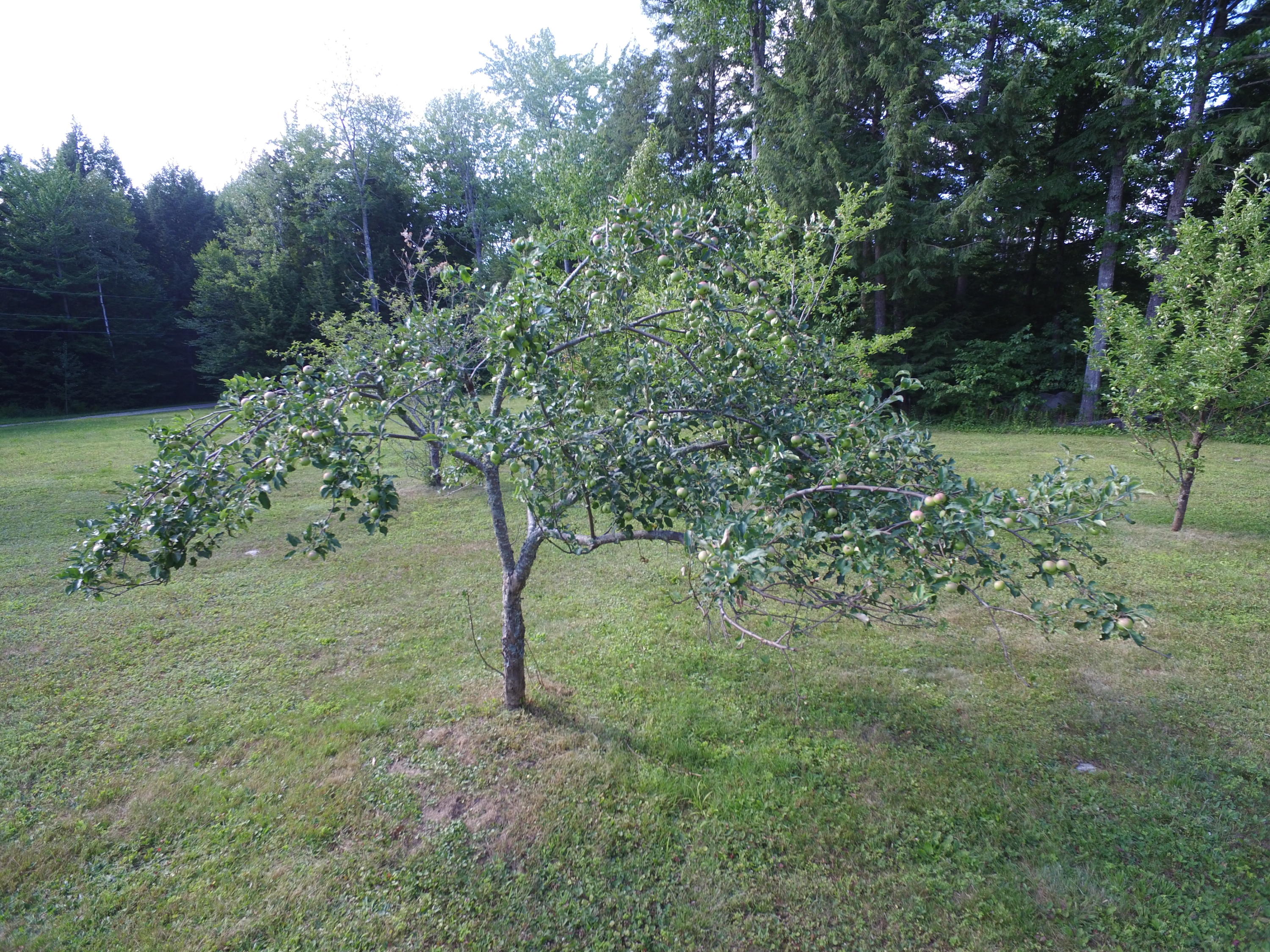 48 Gowell Road Lakeville, ME 04487 - Photo 50 of 62 DJI_0208