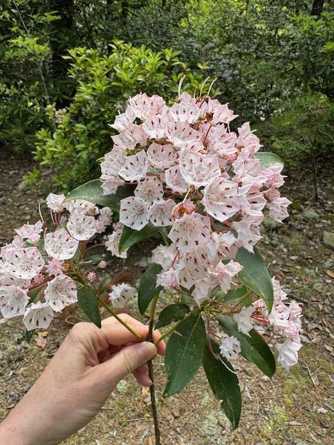 0 Echo Point Road Dunlap, TN 37327 - Photo 19 of 38 IMG_2093