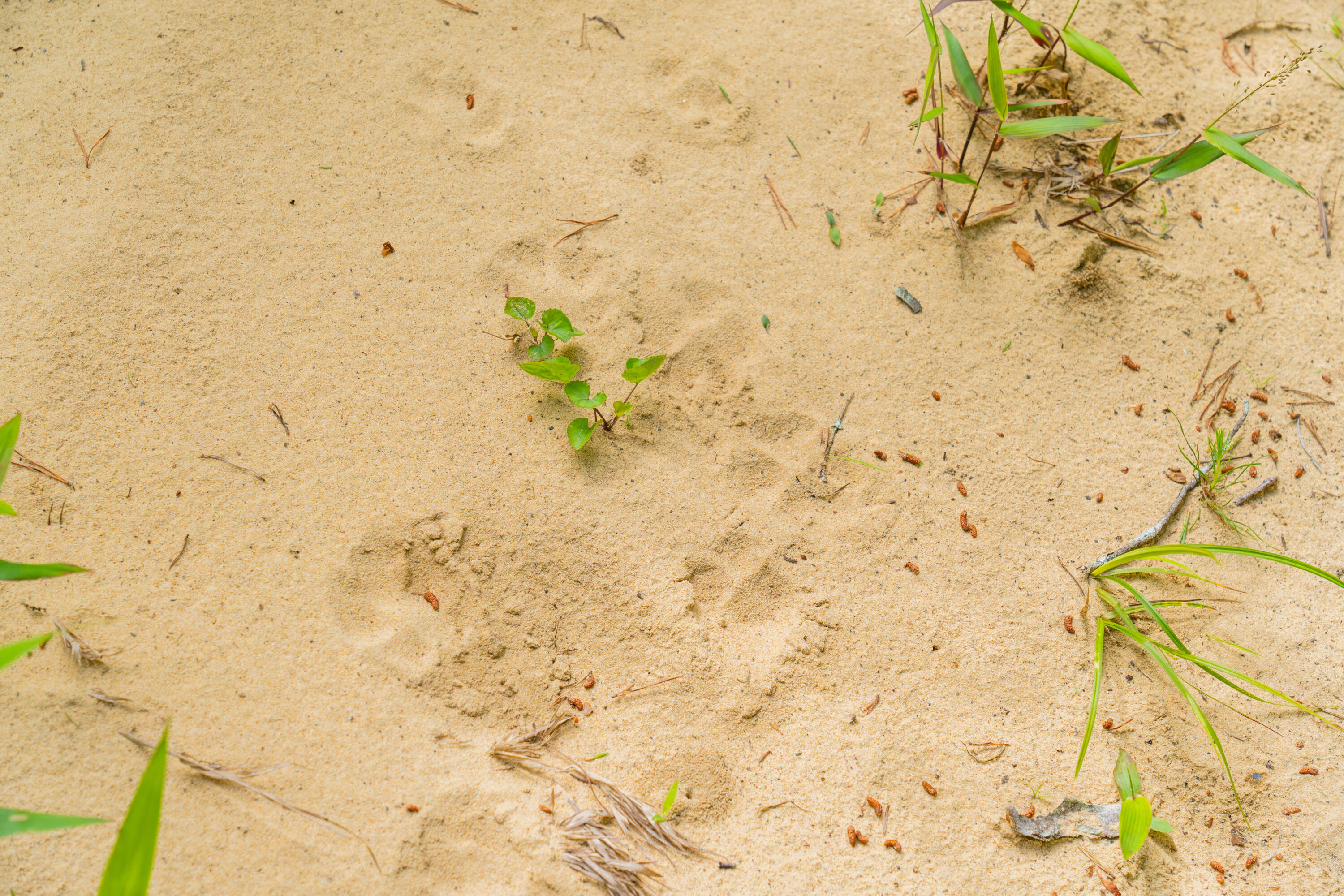 0 Echo Point Road Dunlap, TN 37327 - Photo 20 of 38 Dunlap-Echo-Point-Land-MLS-Photos-20