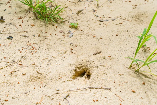 $1,099,000 | 0 Echo Point Road, Dunlap, TN 37327