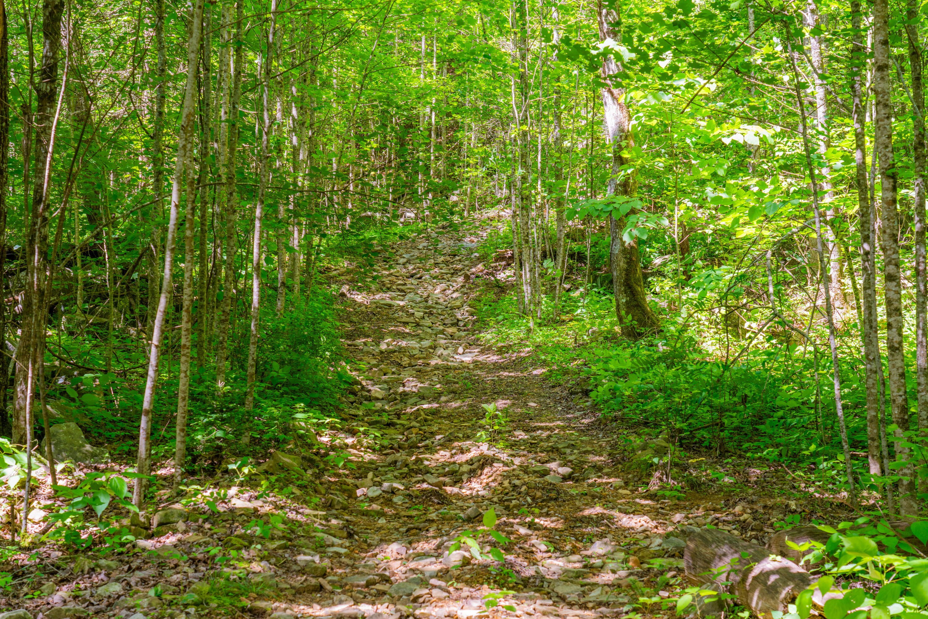 0 Echo Point Road Dunlap, TN 37327 - Photo 24 of 38 Dunlap-Echo-Point-Land-MLS-Photos-27