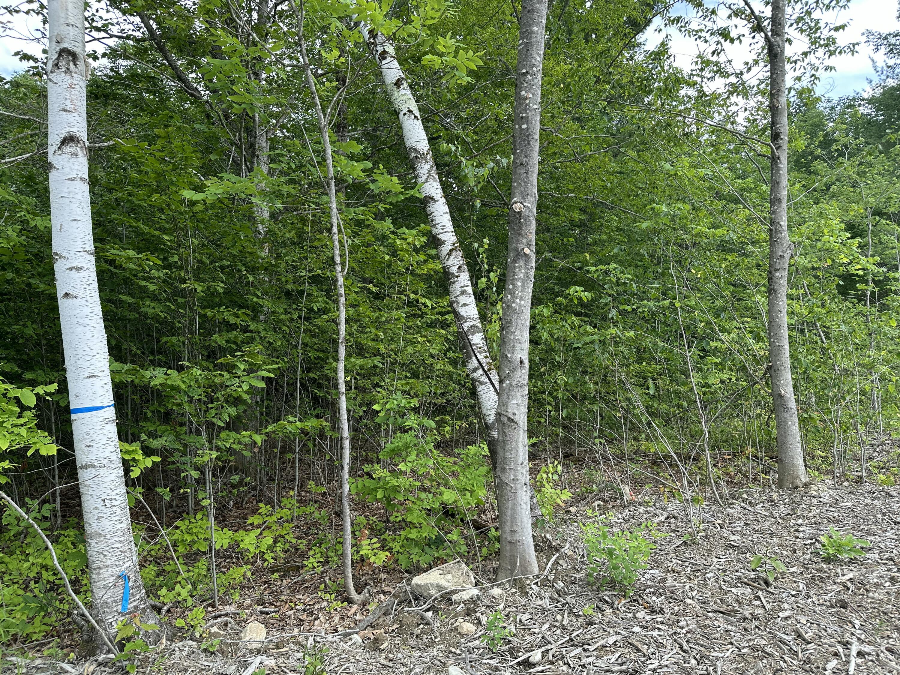 Tbd Dingley Road Bowdoinham, ME 04008 - Photo 3 of 7 Blue Ribbon Markers