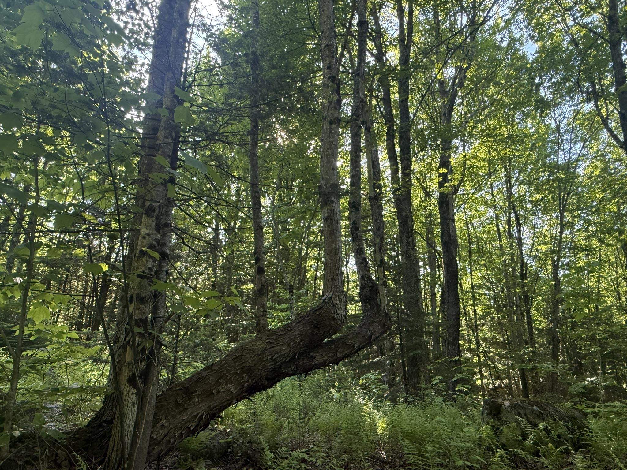 0 Roaring Brook Road Barton, VT 05822 - Photo 7 of 18