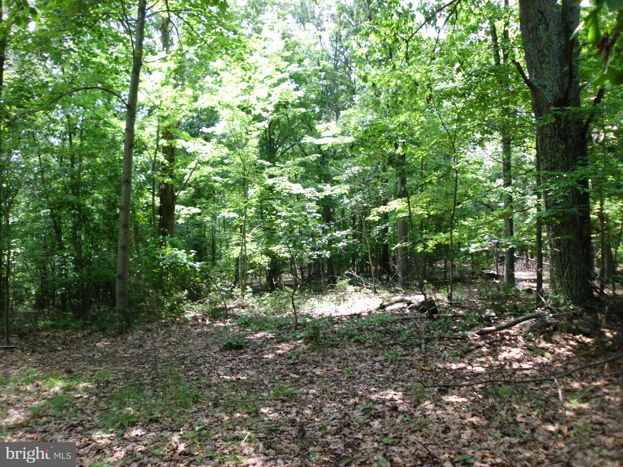 6594 Swains Road Marshall, VA 20115 - Photo 16 of 28 a view of a tree in a forest