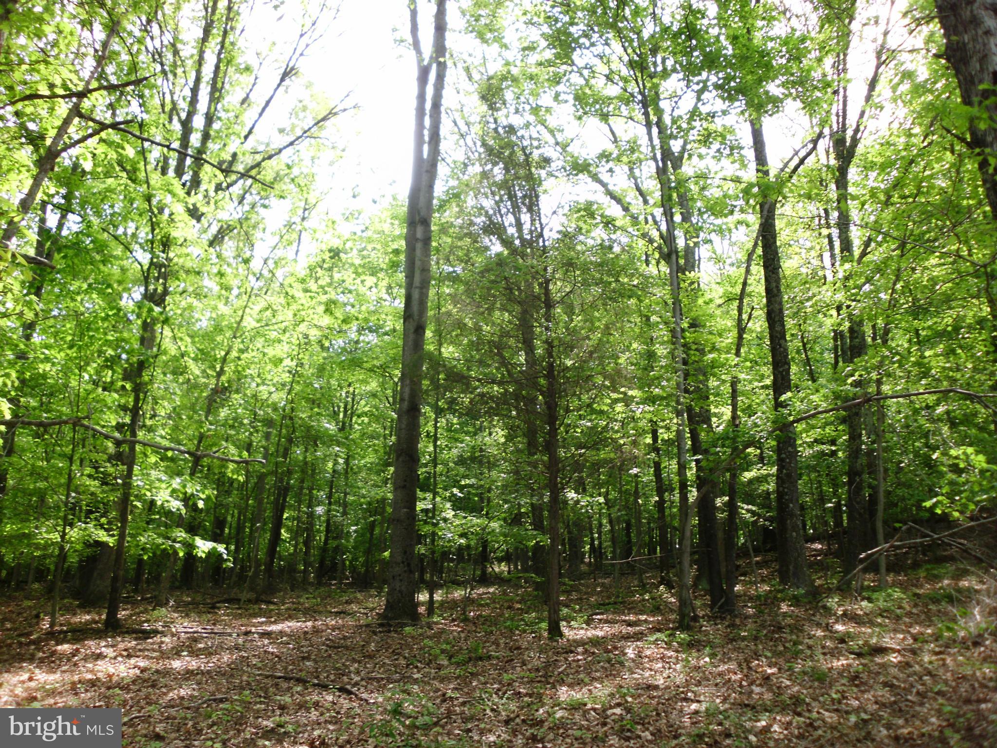 6594 Swains Road Marshall, VA 20115 - Photo 19 of 28 a view of outdoor space and green space