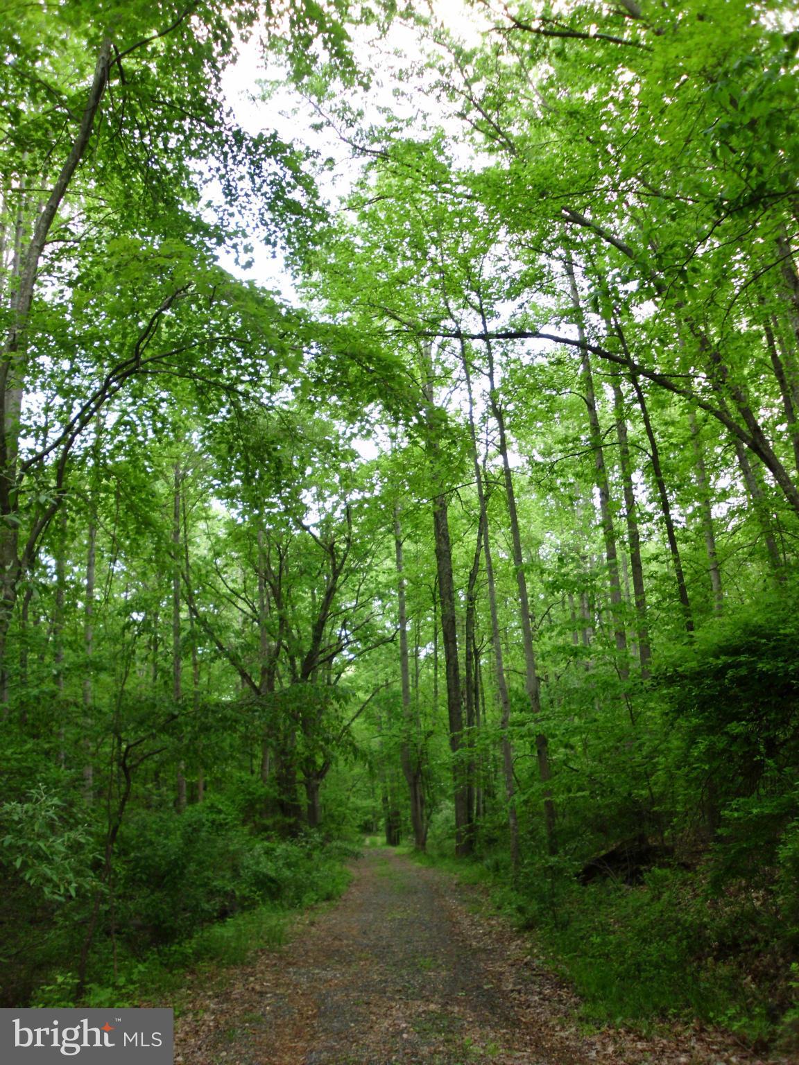 6594 Swains Road Marshall, VA 20115 - Photo 27 of 28 a view of a lush green forest