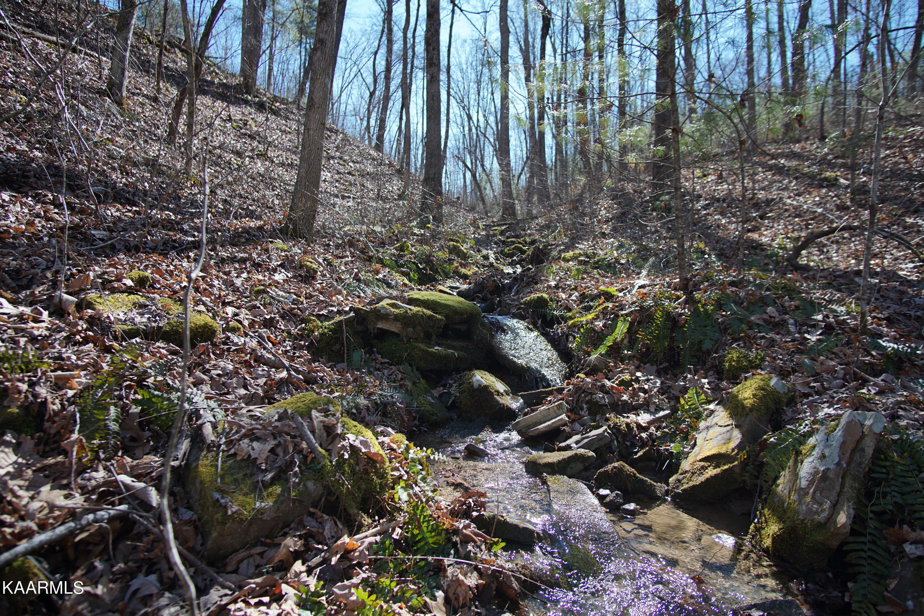 Glades Road Deer Lodge, TN 37726 - Photo 1 of 29 DSC06836