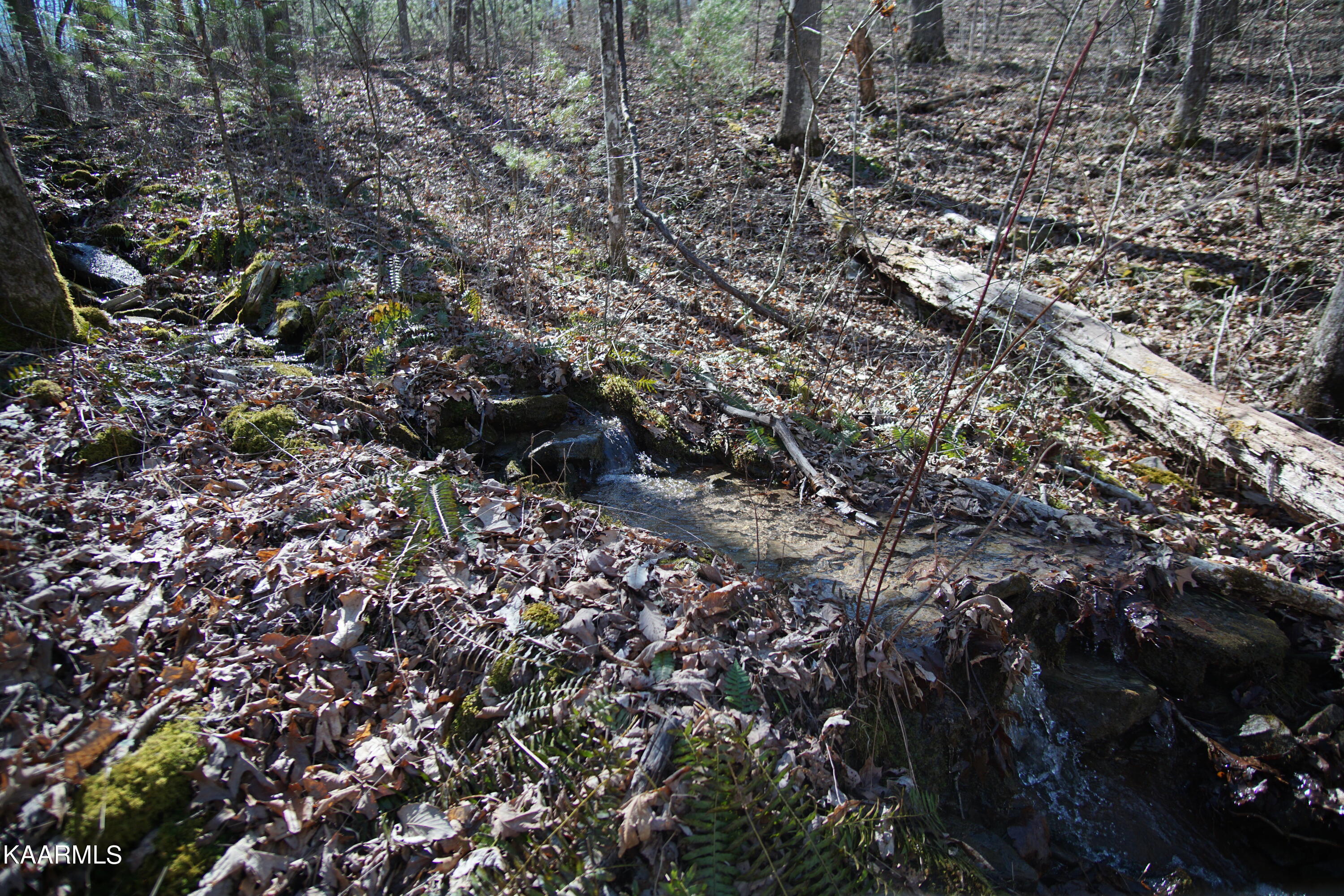 Glades Road Deer Lodge, TN 37726 - Photo 11 of 29 DSC06829