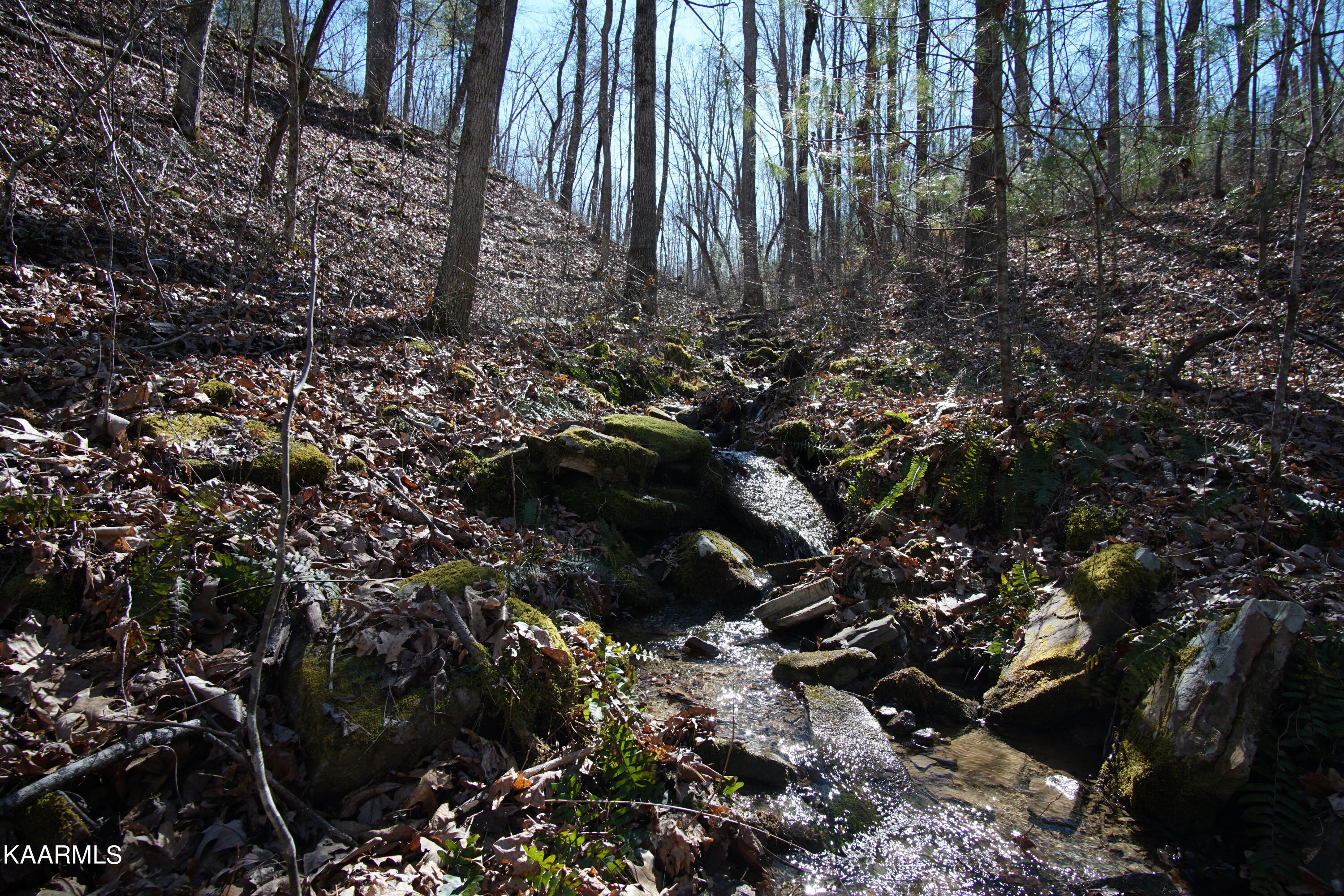 Glades Road Deer Lodge, TN 37726 - Photo 17 of 29 DSC06835