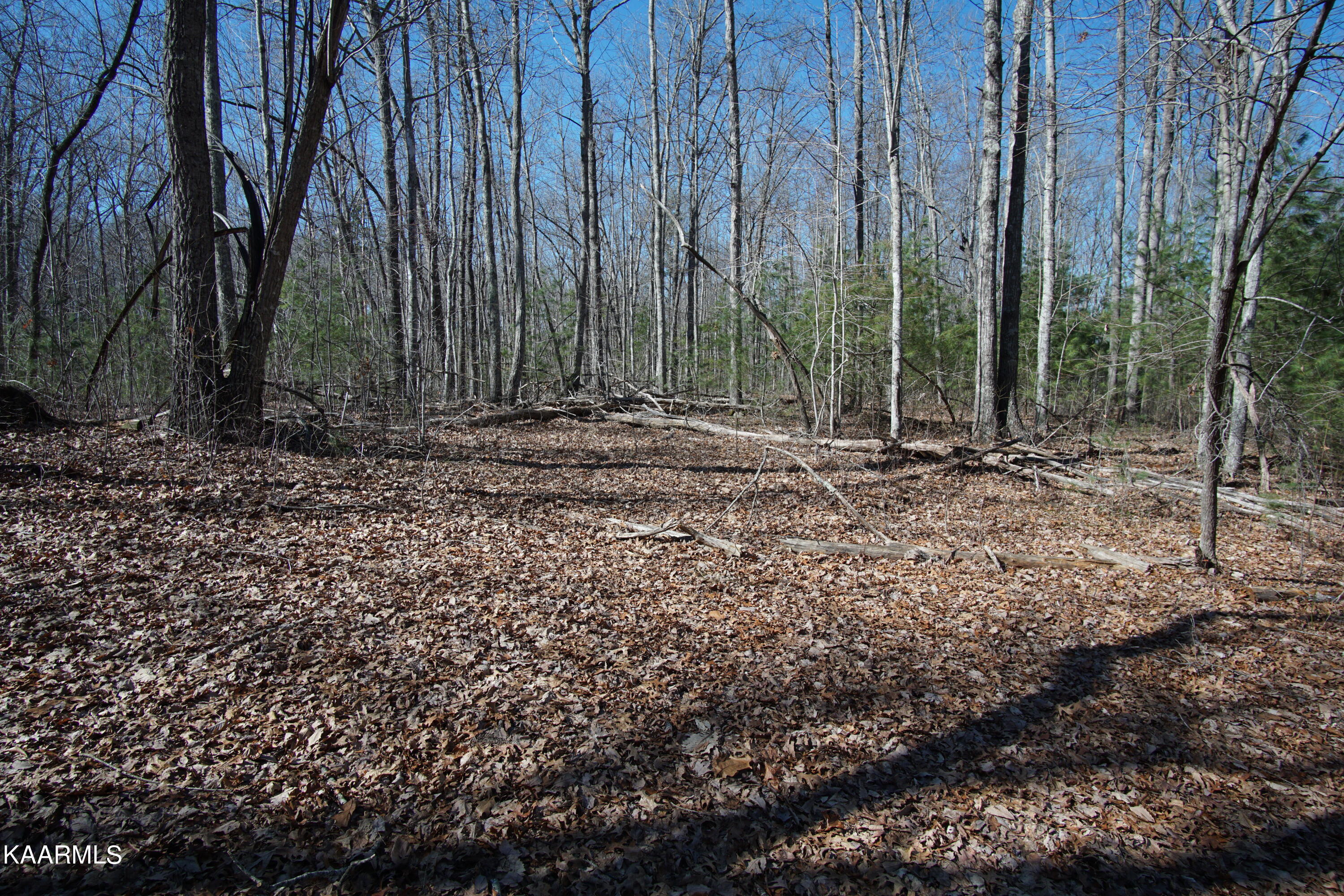 Glades Road Deer Lodge, TN 37726 - Photo 22 of 29 DSC06841