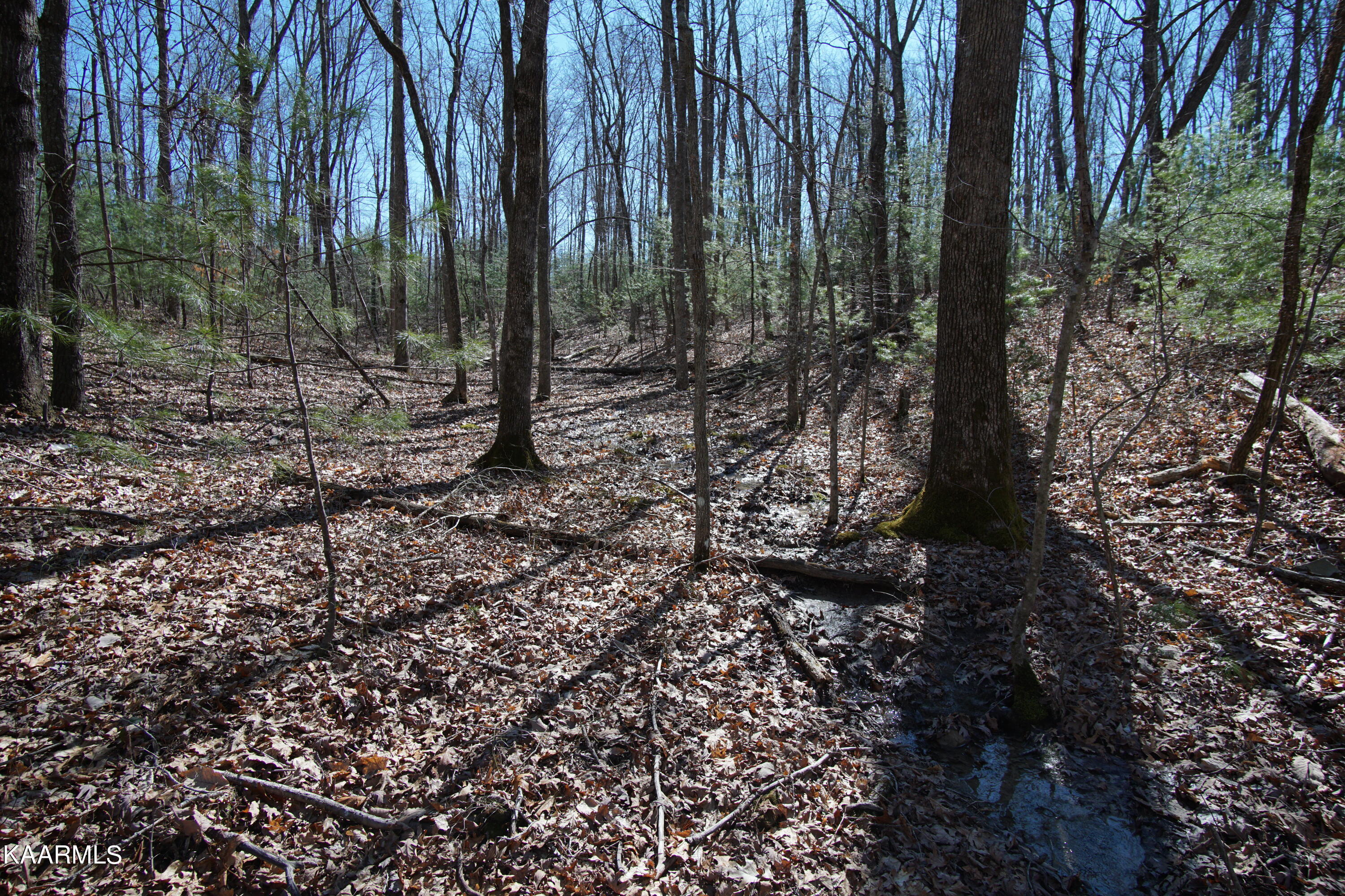 Glades Road Deer Lodge, TN 37726 - Photo 4 of 29 DSC06822