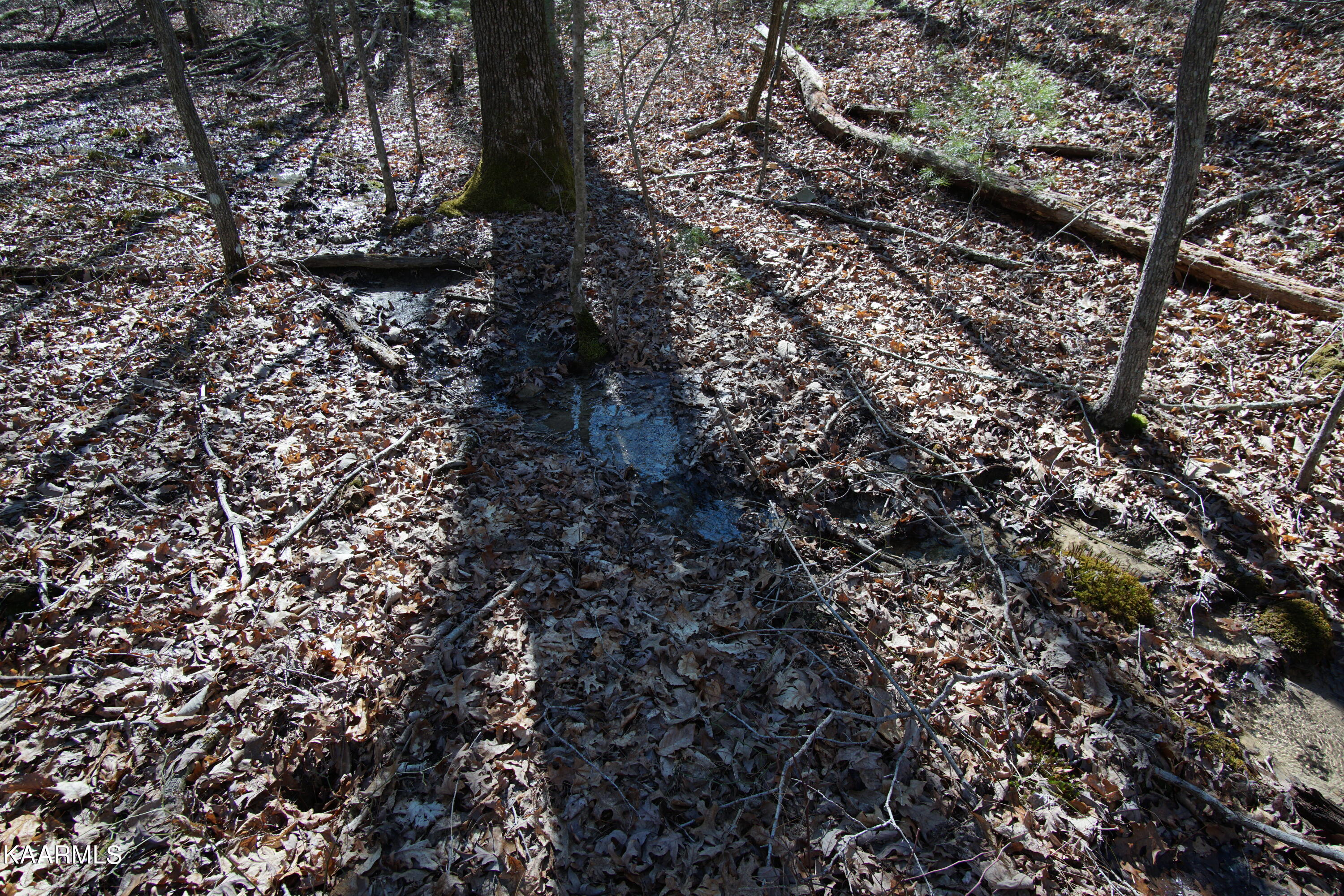 Glades Road Deer Lodge, TN 37726 - Photo 5 of 29 DSC06823