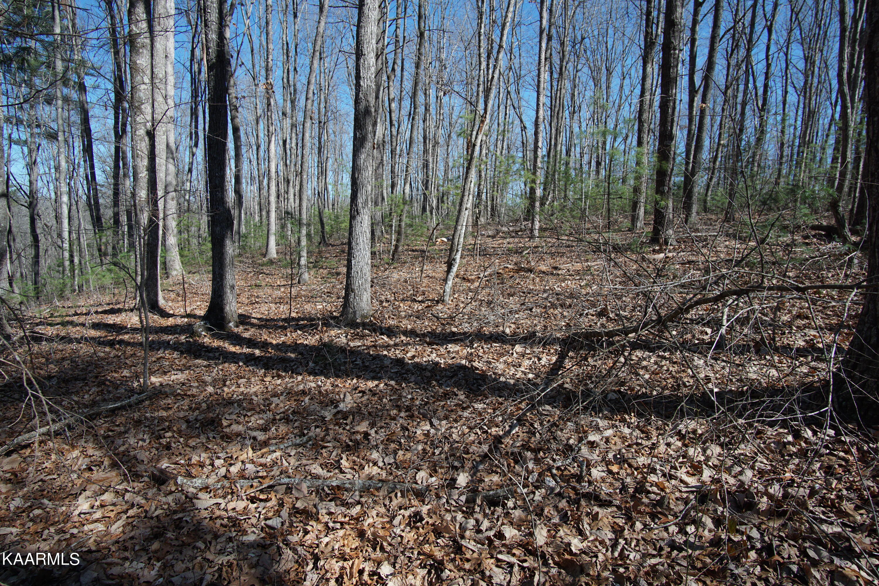 Glades Road Deer Lodge, TN 37726 - Photo 6 of 29 DSC06824
