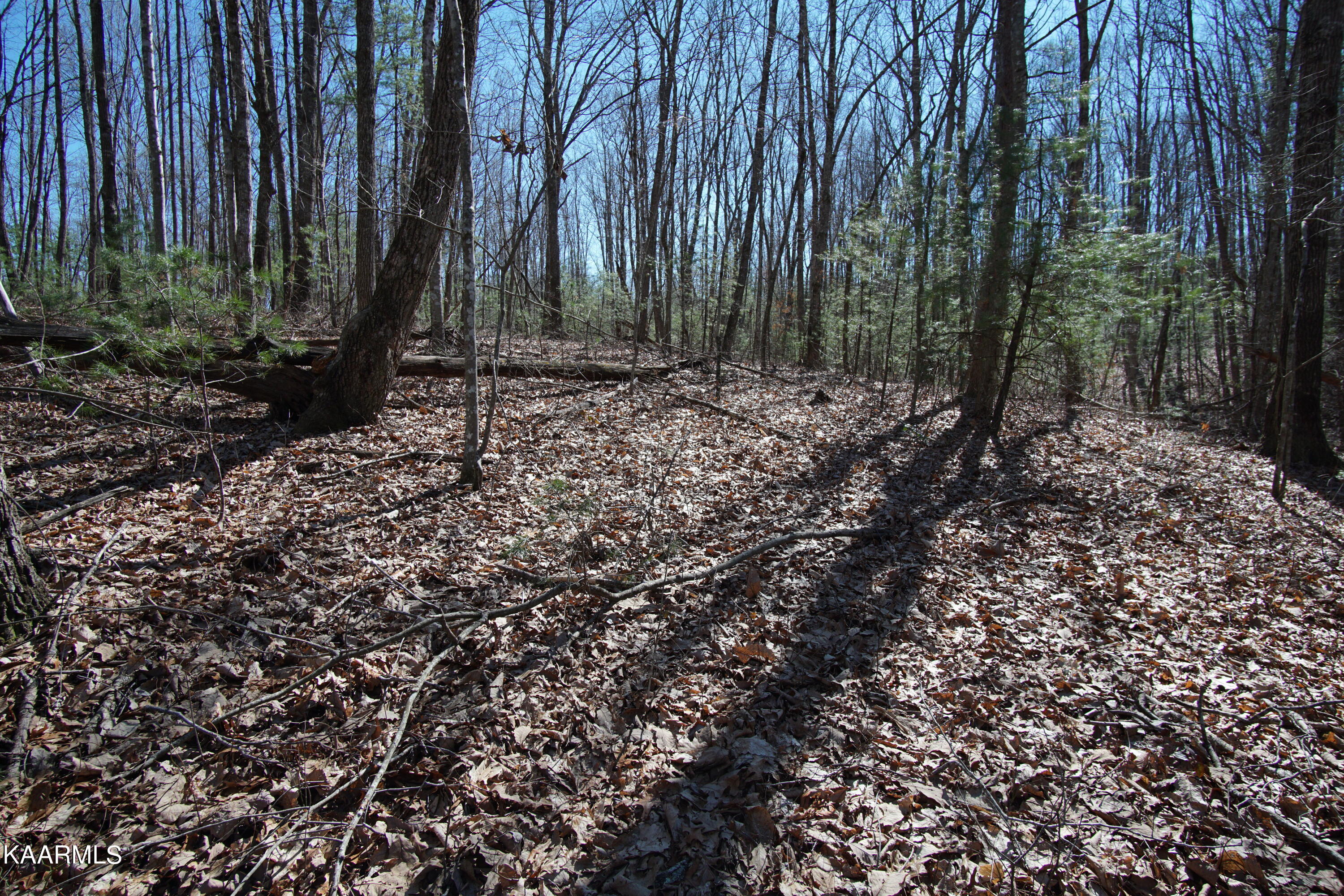 Glades Road Deer Lodge, TN 37726 - Photo 7 of 29 DSC06825