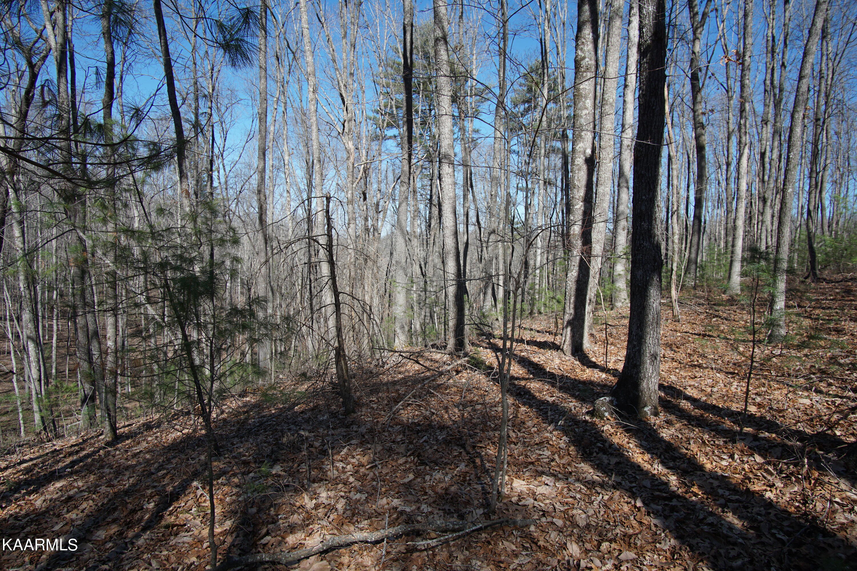 Glades Road Deer Lodge, TN 37726 - Photo 8 of 29 DSC06826