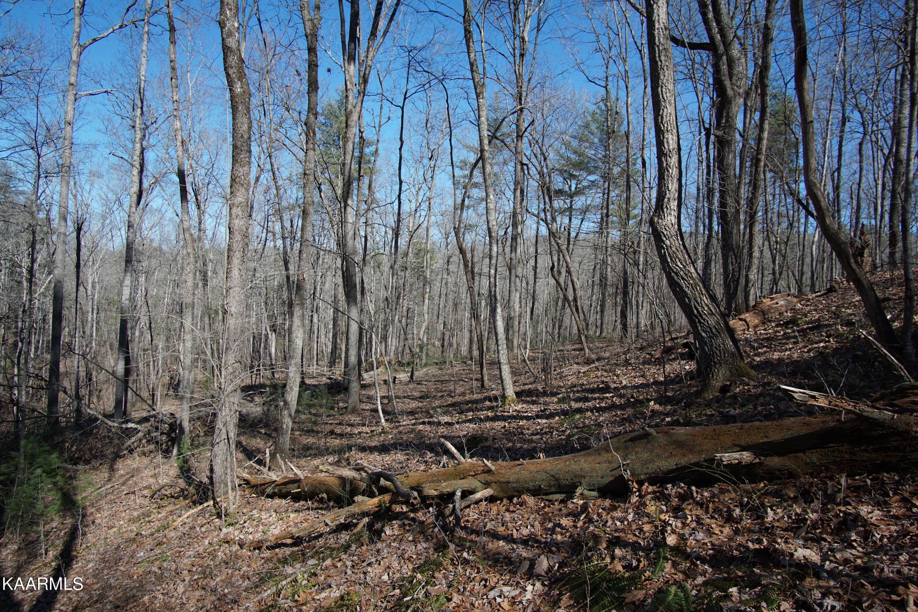 Glades Road Deer Lodge, TN 37726 - Photo 9 of 29 DSC06827