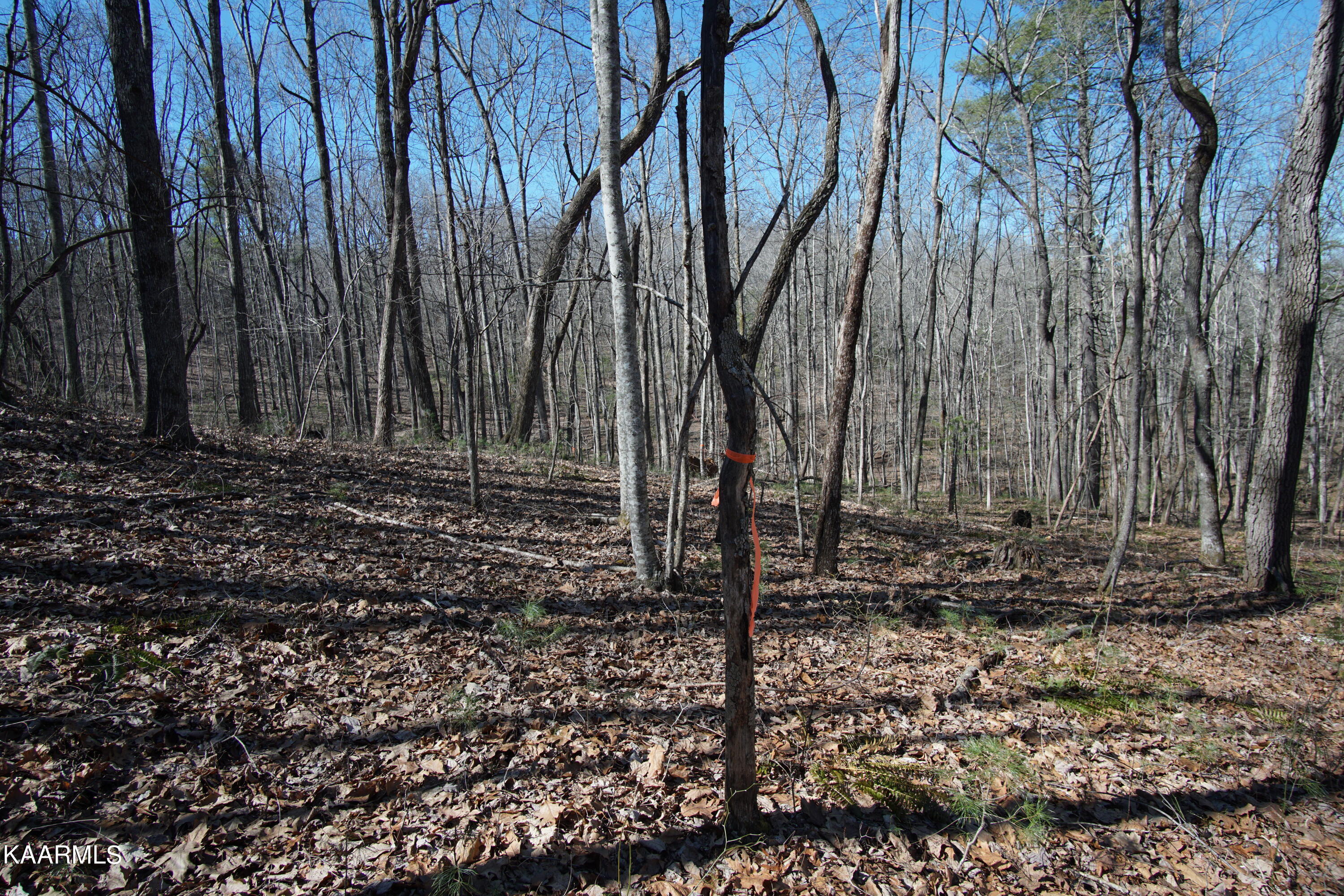 Glades Road Deer Lodge, TN 37726 - Photo 10 of 29 DSC06828