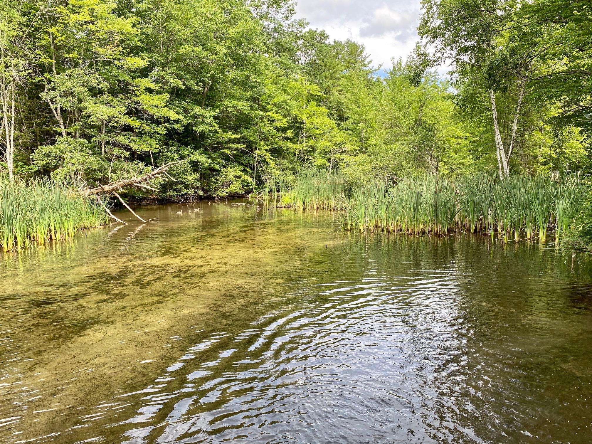 36 Varney Mill Road Windham, ME 04062 - Photo 6 of 43 IMG_1305