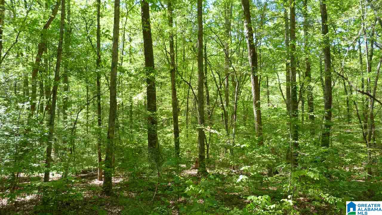 2934 Erin Road Lineville, AL 36266 - Photo 25 of 26