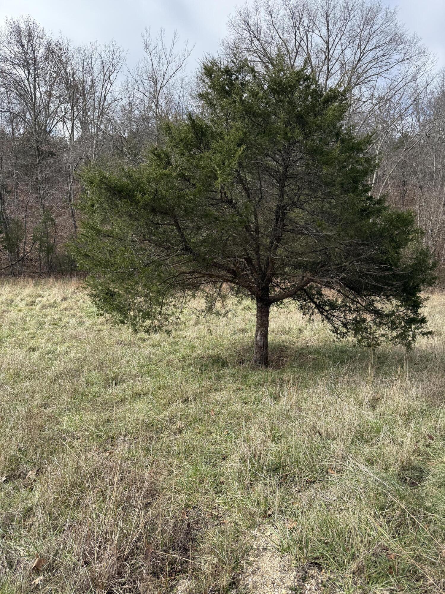 0 Varvel Road Willow Springs, MO 65793 - Photo 6 of 62 IMG_0765