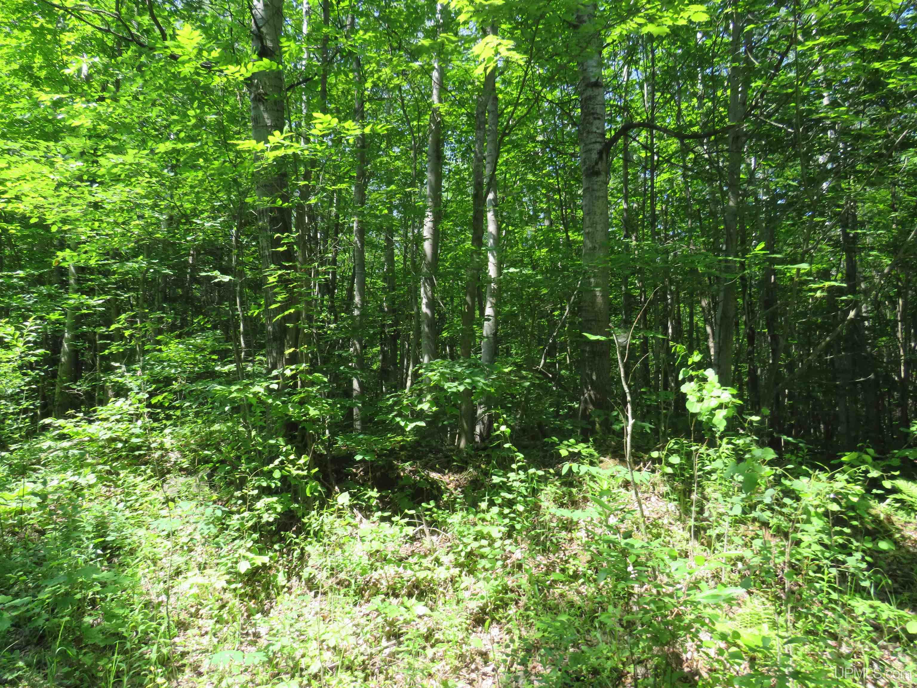 Tbd Curlew Road Ontonagon, MI 49953 - Photo 19 of 36