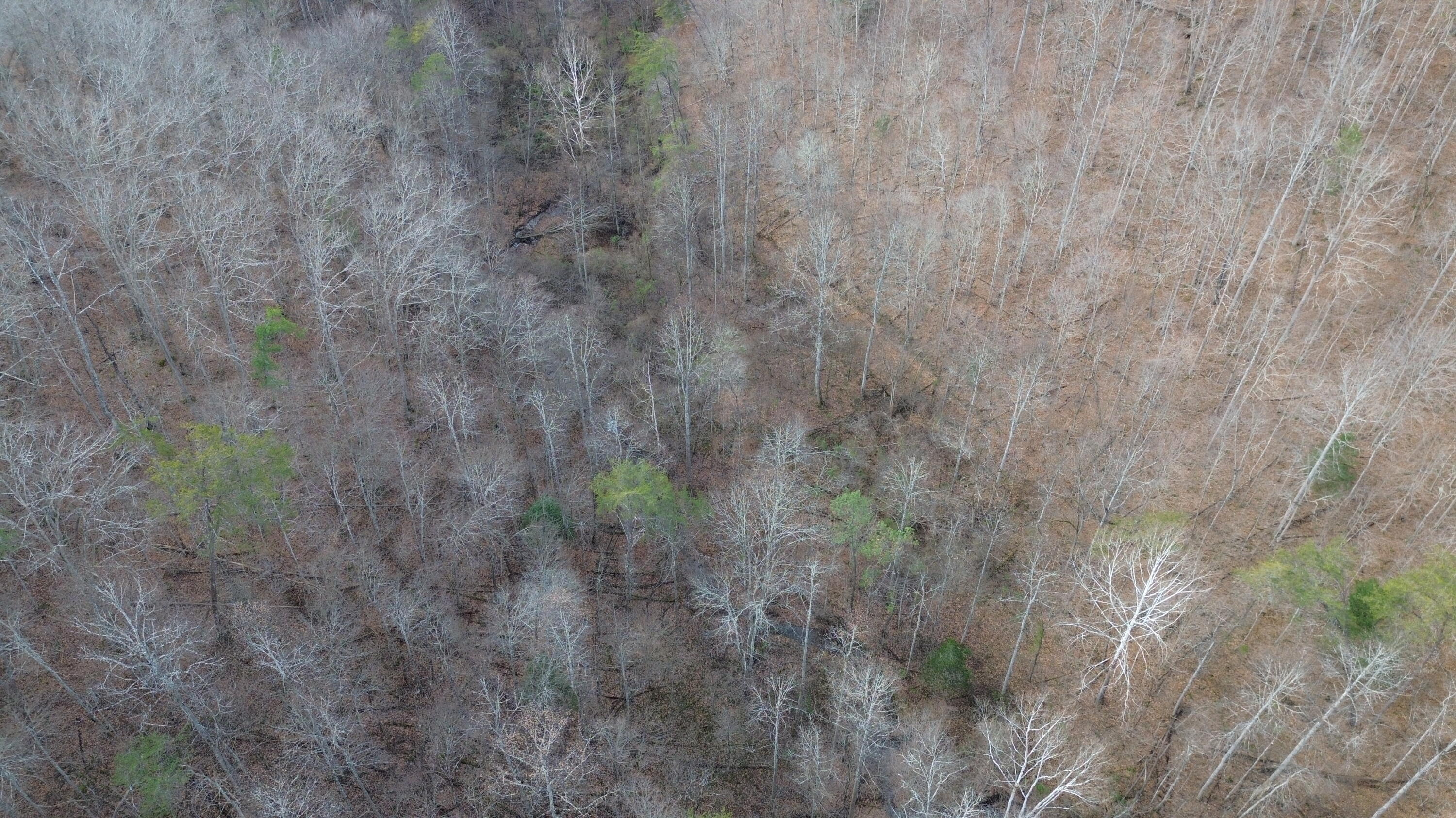 237 A Meat Scaffold Road Jackson, KY 41339 - Photo 31 of 44 Trees