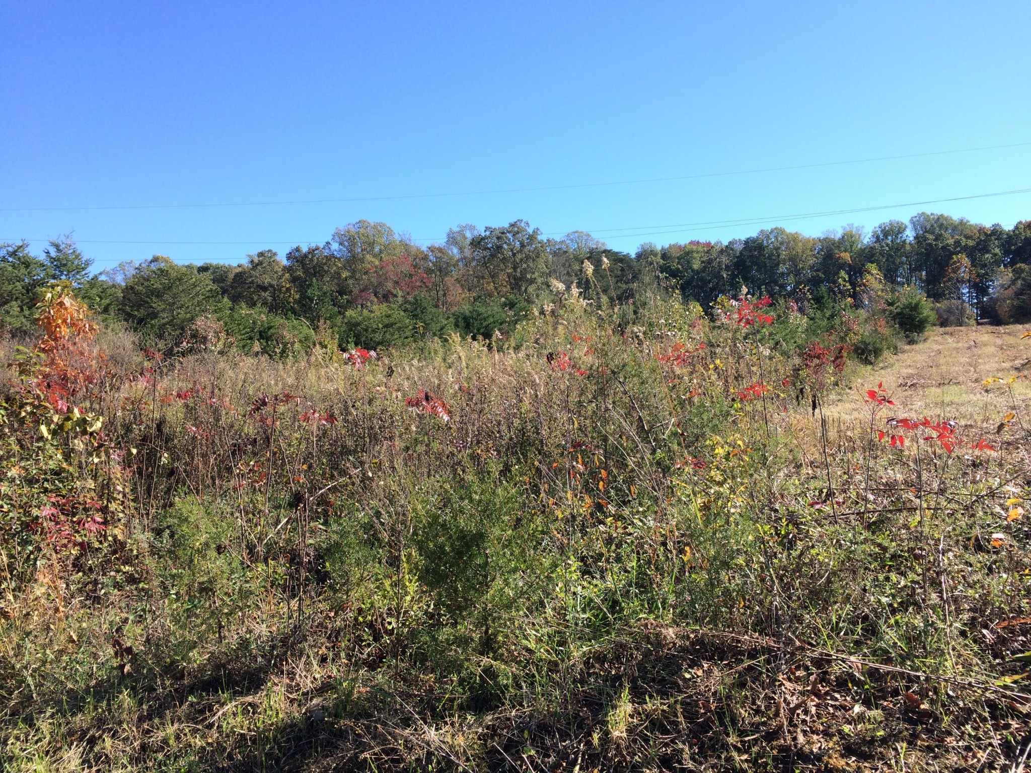 0 Marble Hill Road Greenback, TN 37742 - Photo 2 of 5 a view of a field of grass and trees