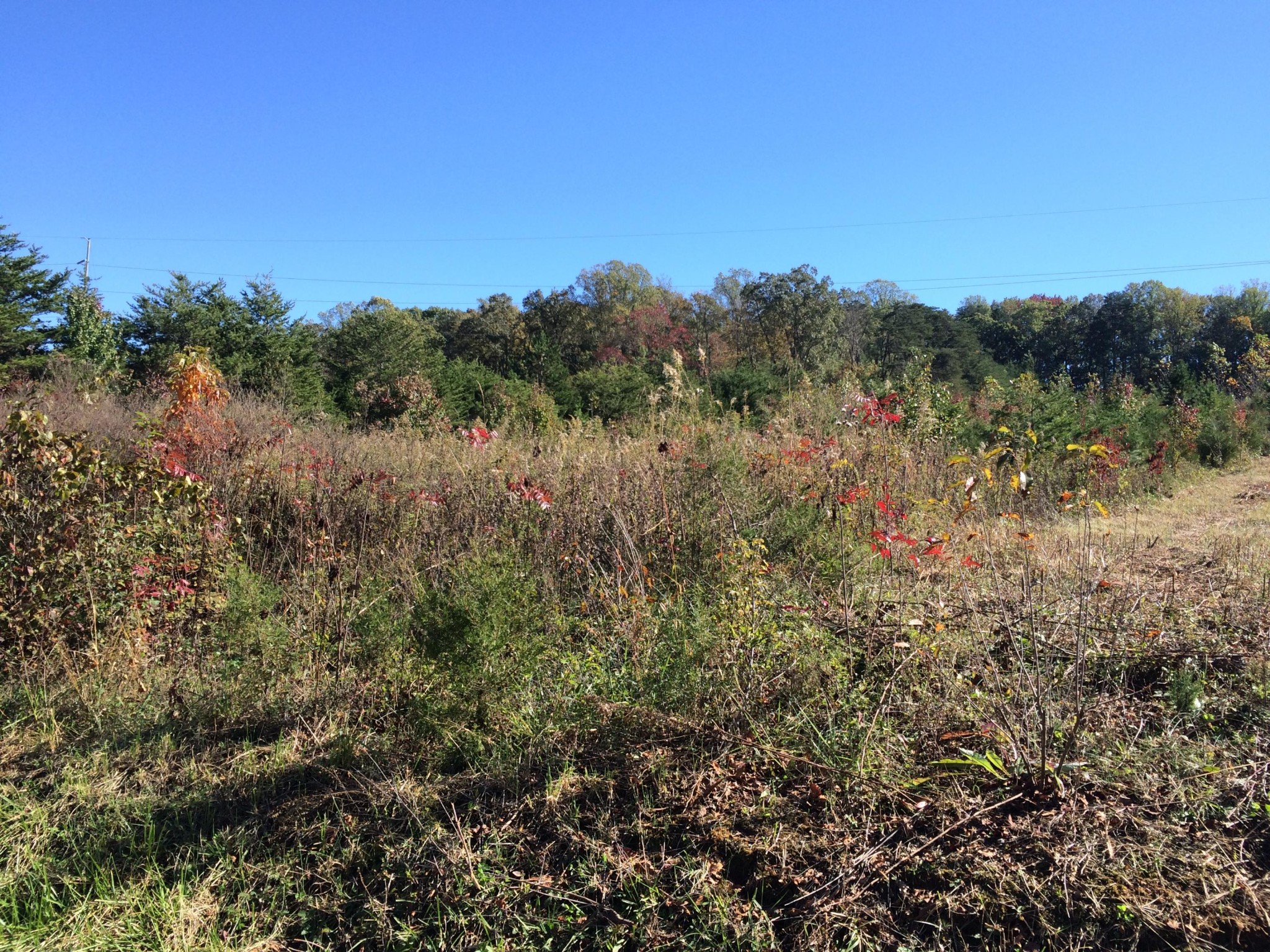 0 Marble Hill Road Greenback, TN 37742 - Photo 3 of 5 a view of a field of grass and trees