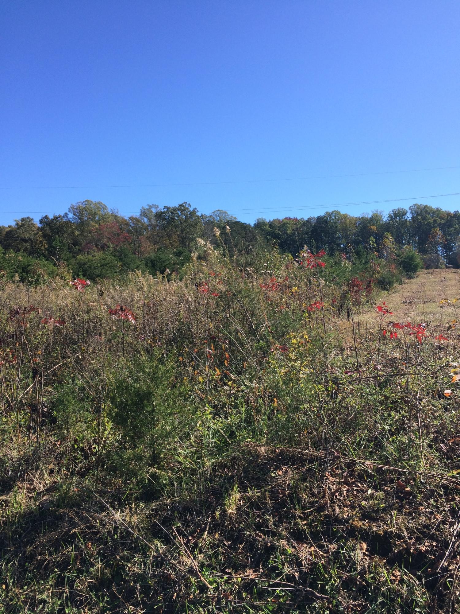 0 Marble Hill Road Greenback, TN 37742 - Photo 5 of 5 a view of mountain view with lots of trees