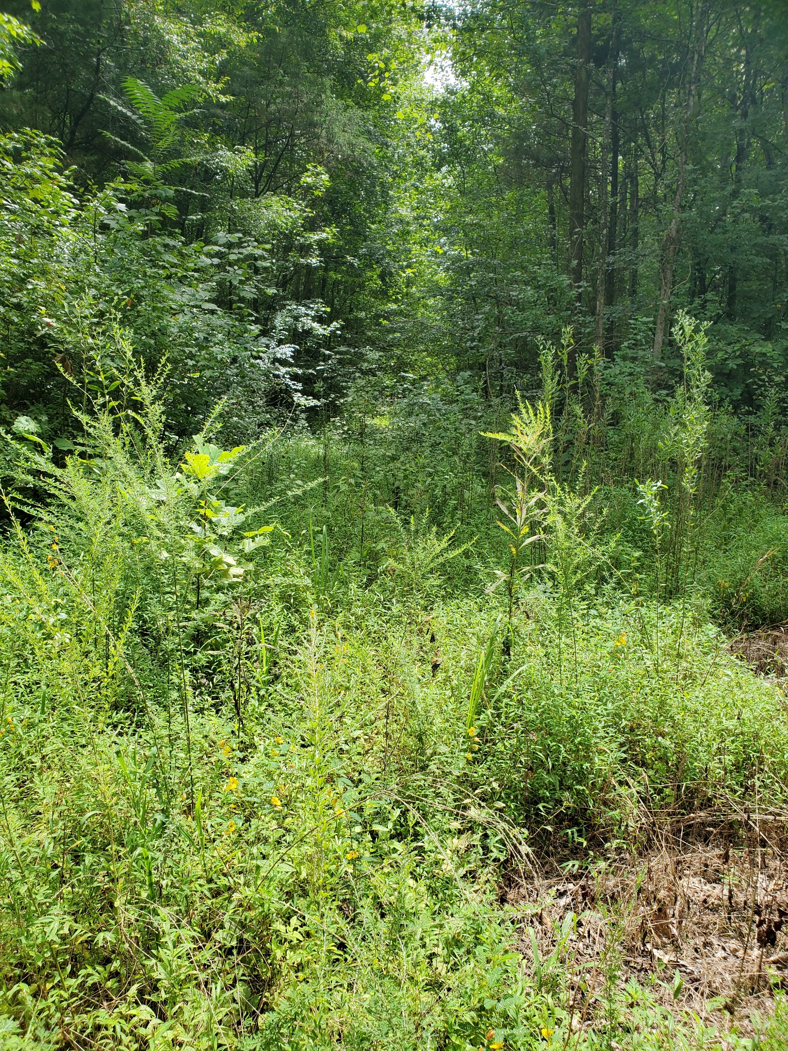 0 Robert Elliott Road Cedar Hill, TN 37032 - Photo 2 of 6 Gallery Image 2