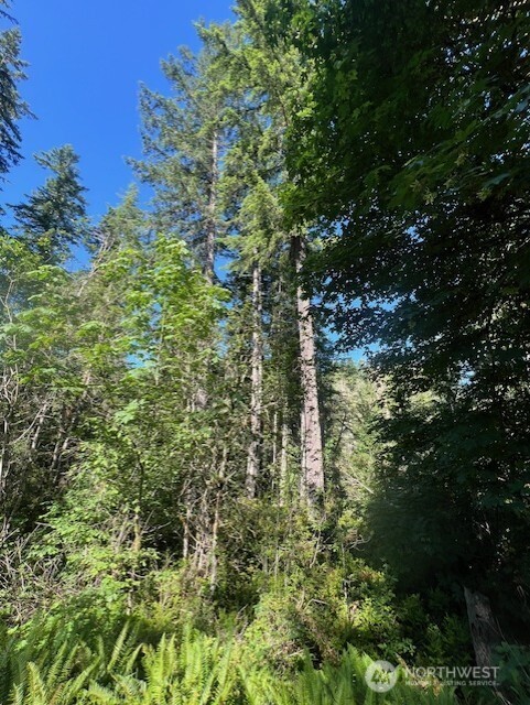 0 Northeast Tahuya Blacksmith Road Belfair, WA 98528 - Photo 5 of 6 a plant view in yard