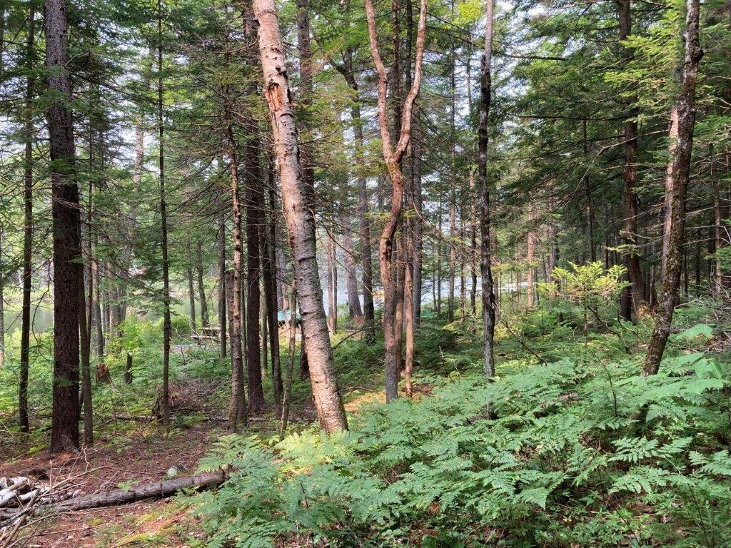 379 Halfmoon Pond Road Grafton, NH 03240 - Photo 14 of 20