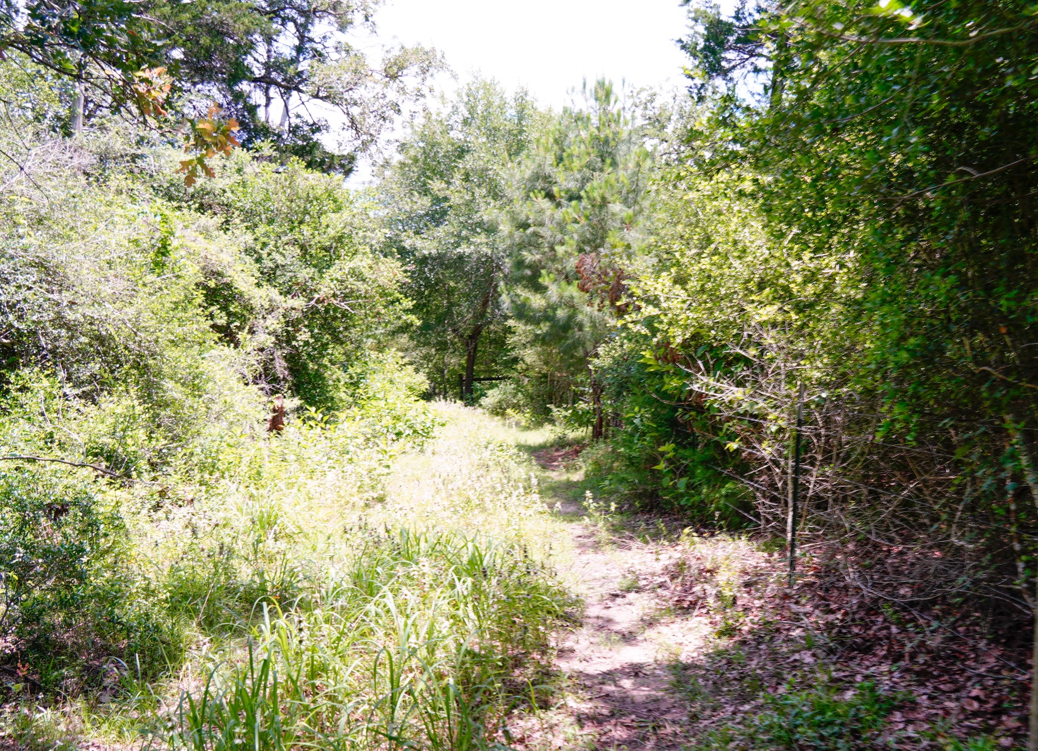 3233 Farm To Market 3233 Road La Grange, TX 78945 - Photo 10 of 18 View of wooded area