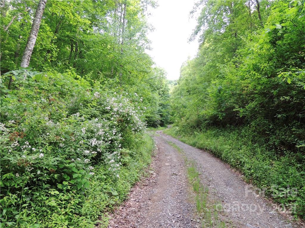 a view of a forest with trees in the background