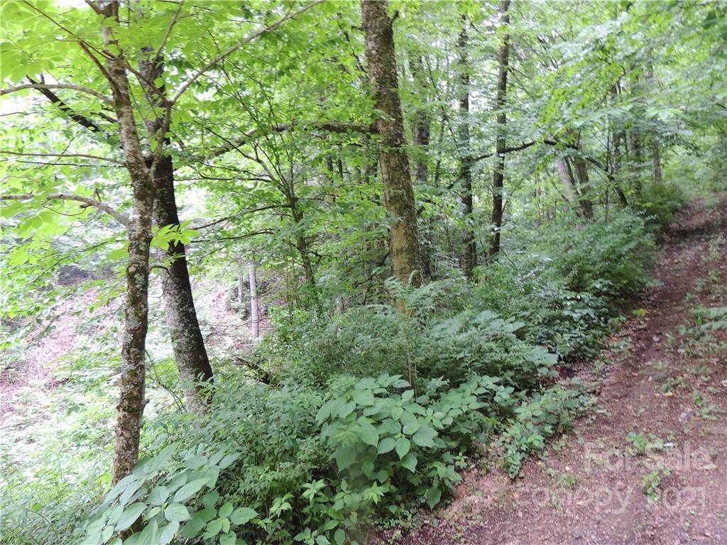 64 Clay View Drive Fairview, NC 28730 - Photo 2 of 7 a picture of trees