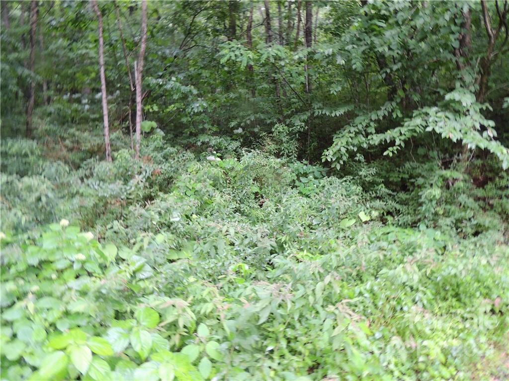 64 Clay View Drive Fairview, NC 28730 - Photo 6 of 7 a view of a lush green forest