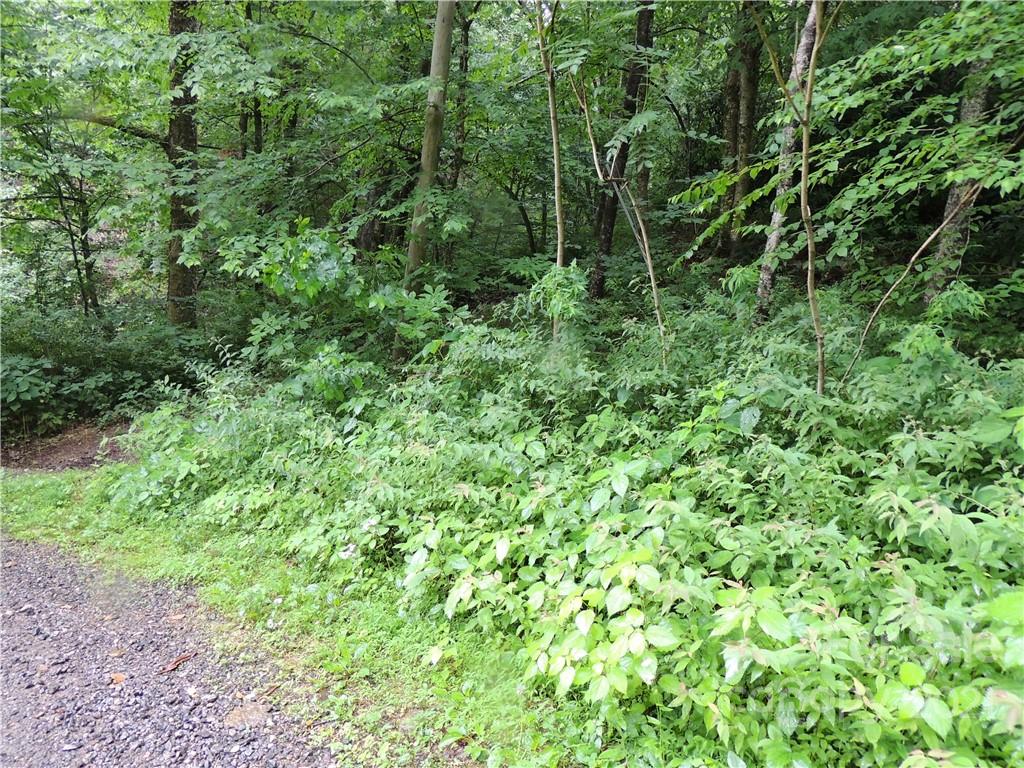 64 Clay View Drive Fairview, NC 28730 - Photo 7 of 7 a view of a lush green forest