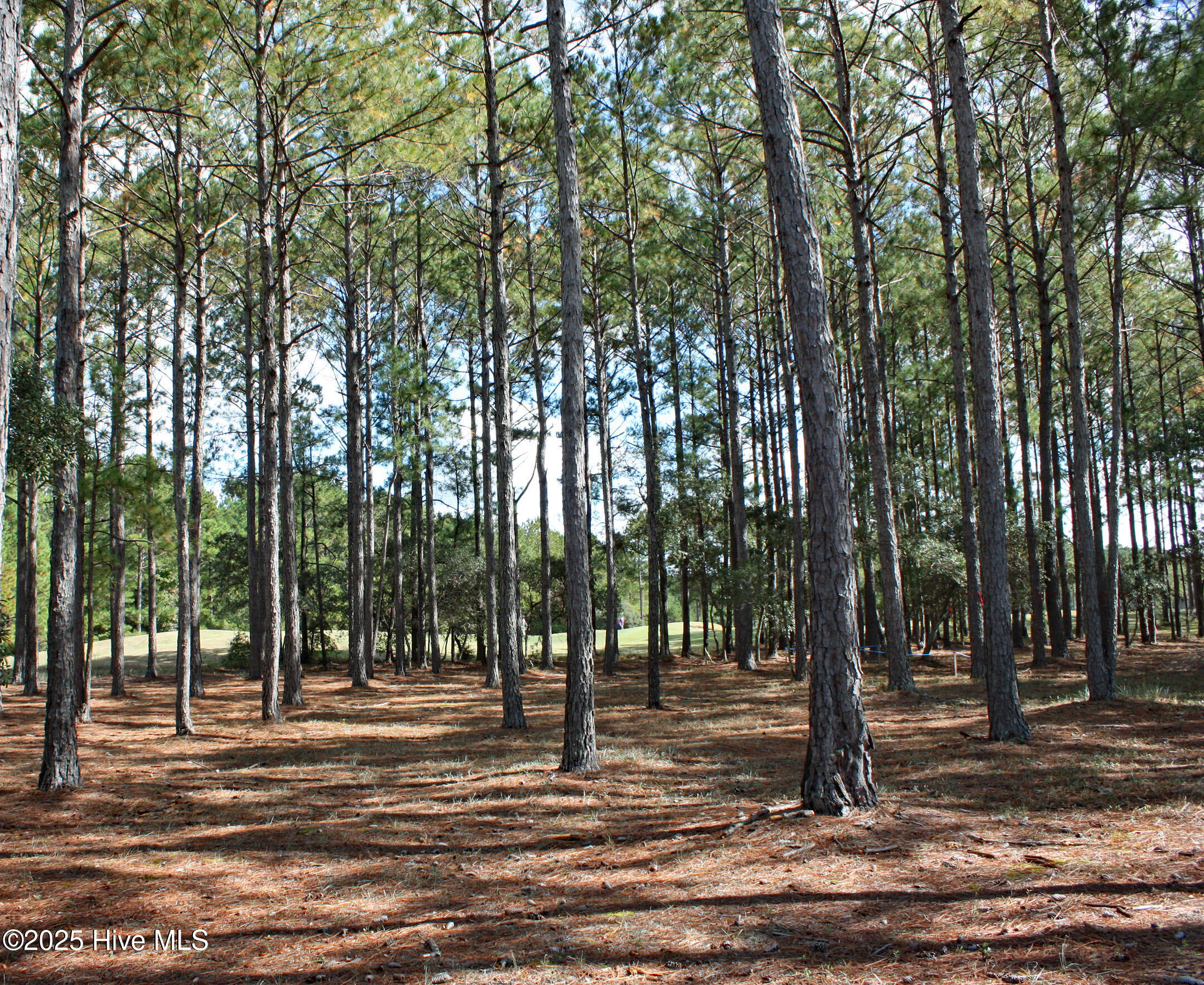 6282 Castlebrook Way Southwest Ocean Isle Beach, NC 28469 - Photo 4 of 35 Wooded Homesite on Castlebrook