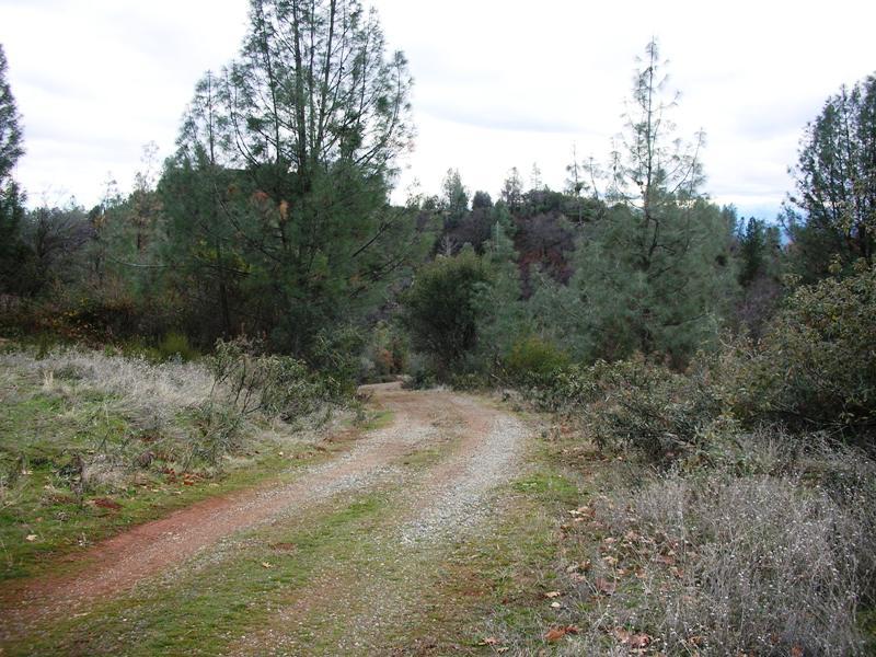 Brej Road Igo, CA 96047 - Photo 5 of 11 a view of a forest with trees in the background