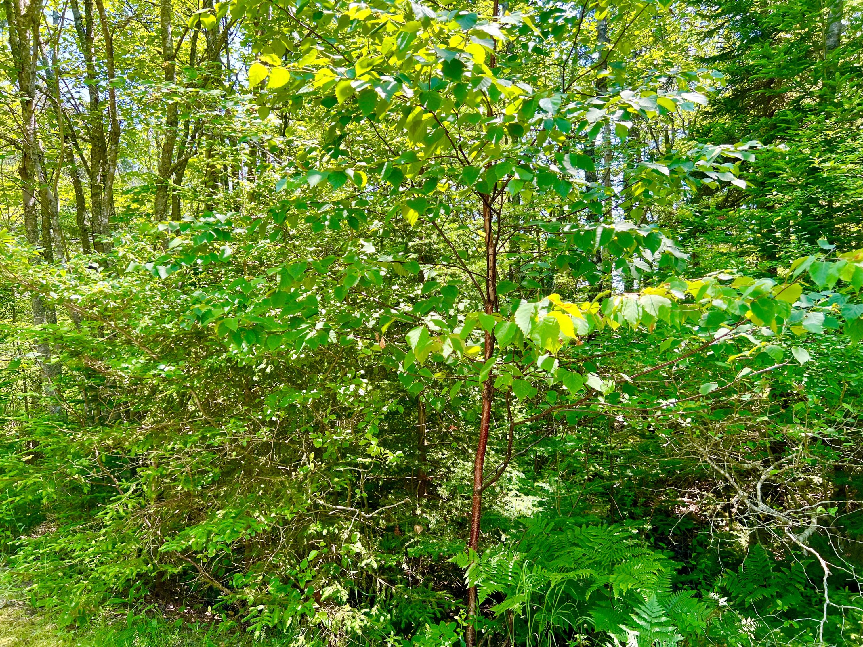 3 Elmers Way Bernard, ME 04612 - Photo 17 of 23 4 Acres