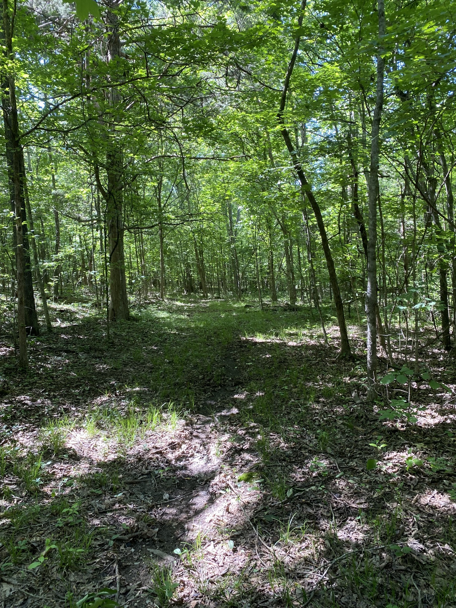 2342 Spain Hill Road Lascassas, TN 37085 - Photo 11 of 20 a big yard with lots of green space and trees