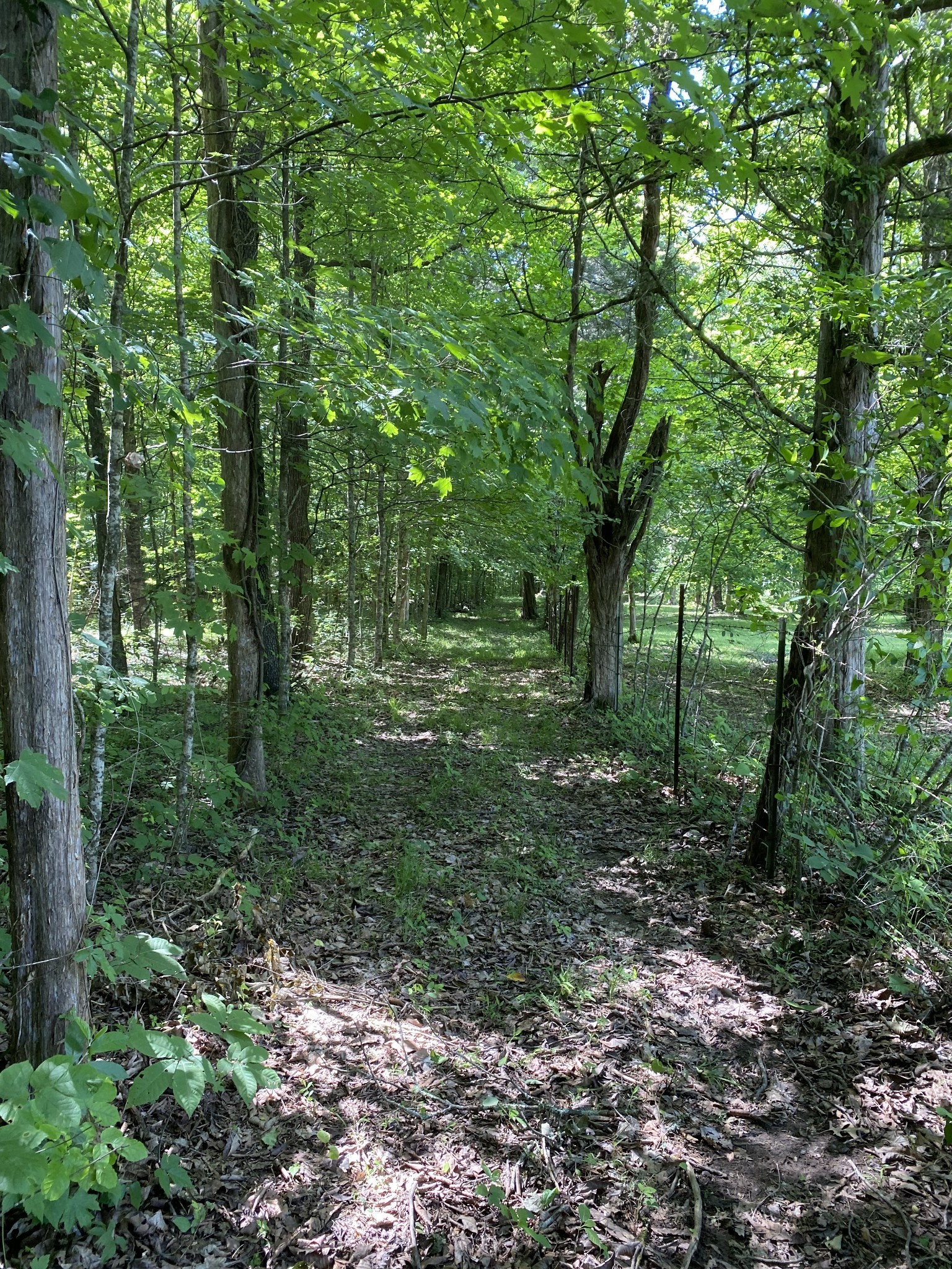 2342 Spain Hill Road Lascassas, TN 37085 - Photo 12 of 20 a view of a forest with trees