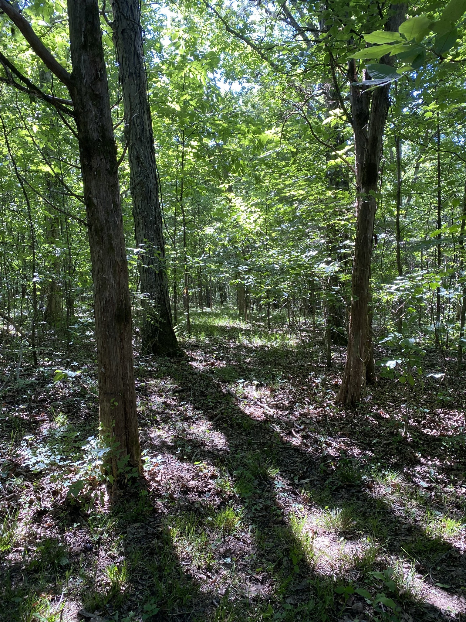 2342 Spain Hill Road Lascassas, TN 37085 - Photo 13 of 20 a view of outdoor space and trees all around