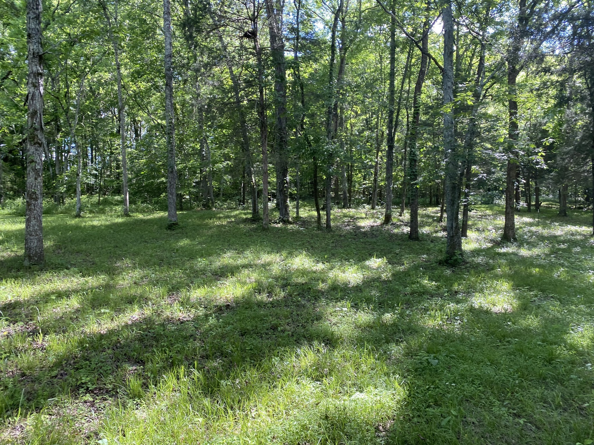 2342 Spain Hill Road Lascassas, TN 37085 - Photo 5 of 20 a view of yard with green space